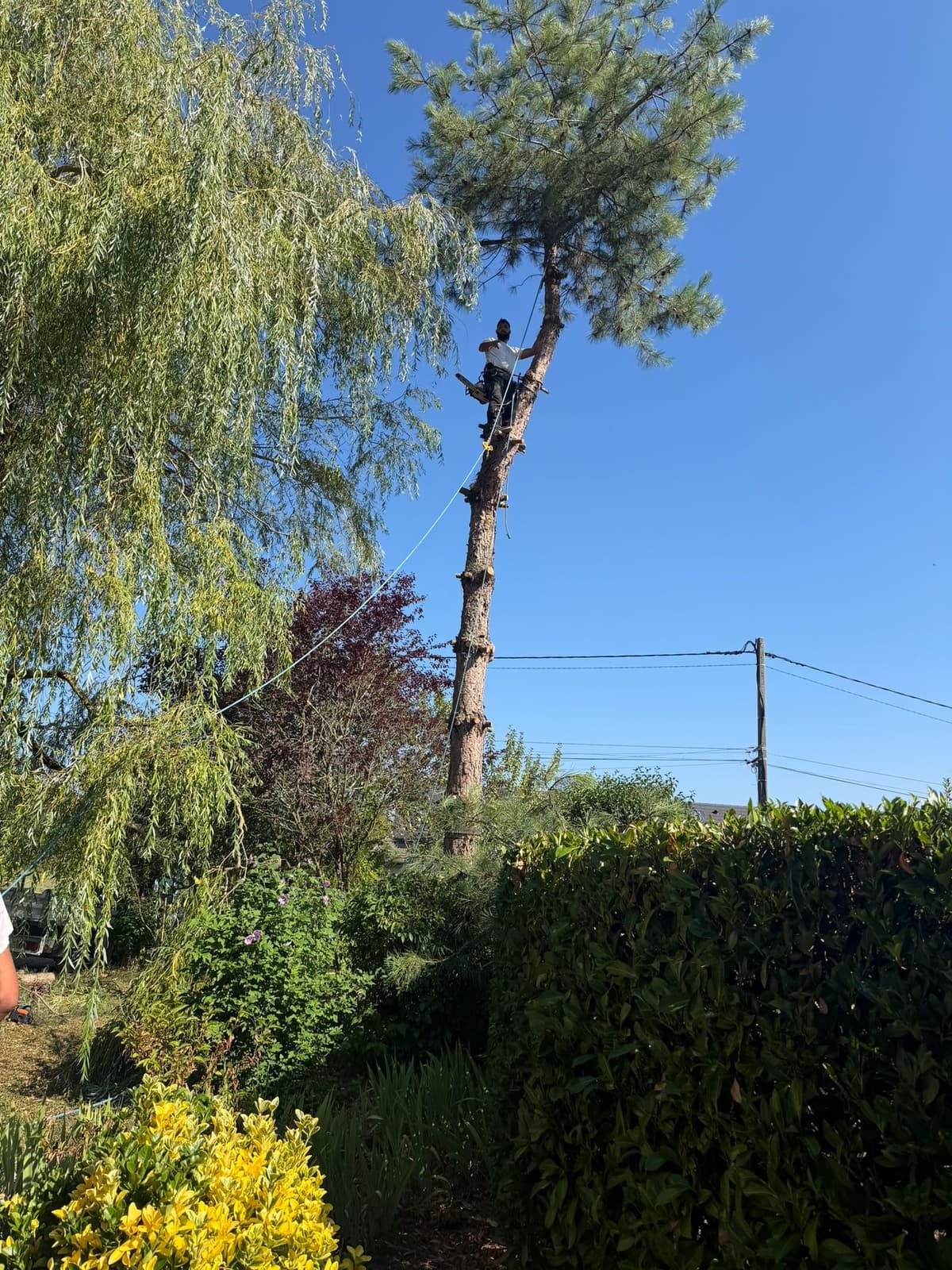 Chantier JM Élagage Sallanches — réalisation 1