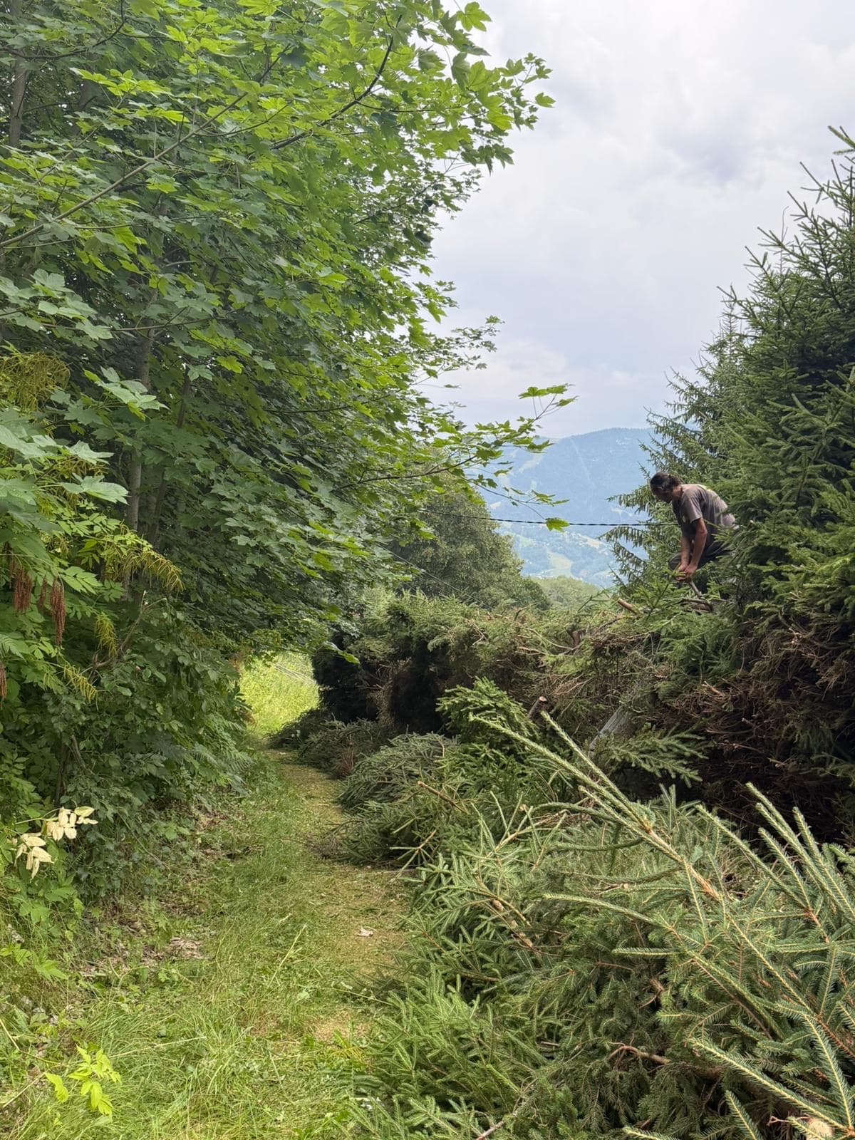 Chantier JM Élagage Sallanches — réalisation 5